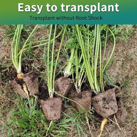 Roots of seedlings in peat pots showing easy transplant with 320 Cell Seedling Starter Trays With 20 Pack Biodegradable Peat Pots.