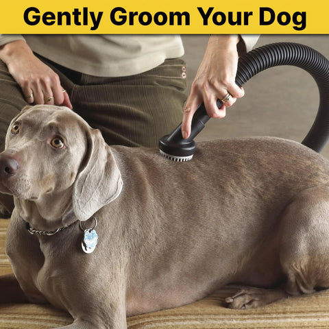 Dog Grooming Tool With Soft Bristles For Gentle Fur Care And Vacuuming, 1.25 Inch Diameter in use on a dog's back