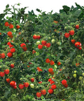 Lush cherry tomato plants with ripe and unripe tomatoes for the Cherry Tomato Seed Pod Kit For Indoor Hydroponic Gardens Mighty Mini 3 Pod System For Fast Homegrown Tomatoes Non GMO Seeds Pesticide Free Germination Guarantee With Replacement Pods