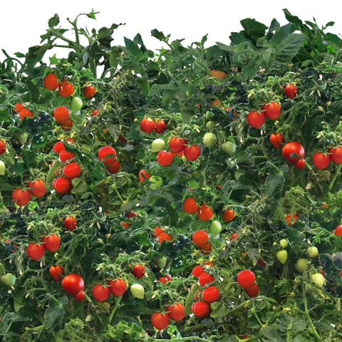 Lush cherry tomato plants with ripe and unripe tomatoes for the Cherry Tomato Seed Pod Kit For Indoor Hydroponic Gardens Mighty Mini 3 Pod System For Fast Homegrown Tomatoes Non GMO Seeds Pesticide Free Germination Guarantee With Replacement Pods