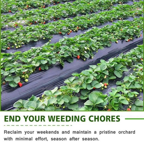 Heavy Duty Weed Barrier Landscape Fabric 3x100ft 3.2oz Garden Cloth Ground Cover installed in strawberry beds with lush plants