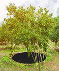 Orange tree with 32.2 inch black non-woven mulch ring for weed root protection, allowing air, water, and nutrients to pass through.
