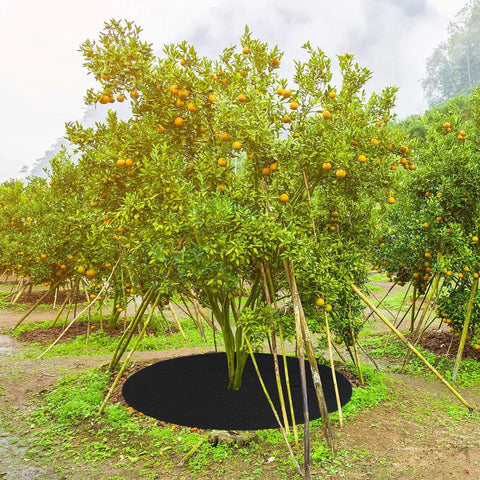 Orange tree with 32.2 inch black non-woven mulch ring for weed root protection, allowing air, water, and nutrients to pass through.