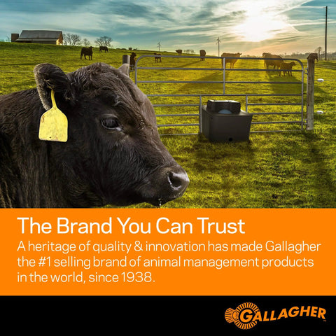 Cow in pasture with Gallagher electrical fencing system and water trough in background under a cloudy sky.