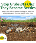 Diagram of Milky Spore Powder 10oz Natural Grub Killer For Lawns Using Bacillus Popilliae Spores For Japanese Beetle Control