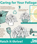 Caring for foliage infographic showing steps for maintaining Live Indoor Houseplants Set Of Twelve In Two Inch Pots With Potting Soil Mix