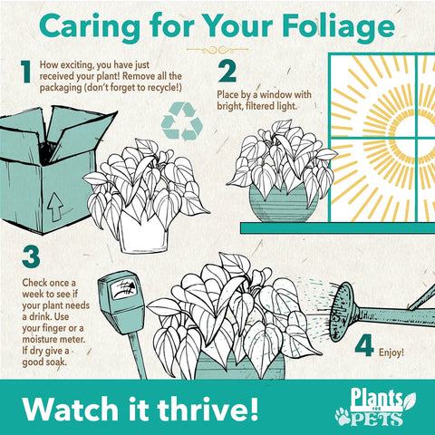 Caring for foliage infographic showing steps for maintaining Live Indoor Houseplants Set Of Twelve In Two Inch Pots With Potting Soil Mix