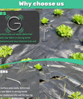 Comparison of 12 Inch 8 Gauge Circle Top Landscape Fabric Staples Galvanized Steel Garden Pins for weed barrier installation.