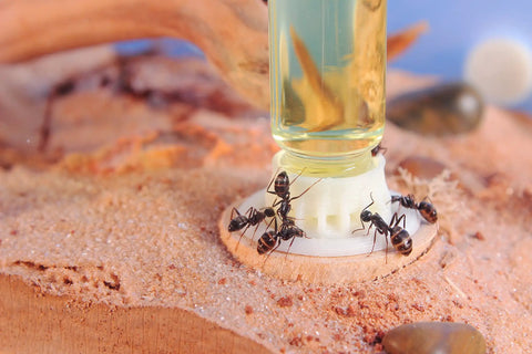 Essential Set Of 10 Assorted Liquid Feeders For Ant Keeping. Sturdy Gravity Fed Design With Micro 1Ml And Mi Sizes. Perfect For Easy Feeding Discovery. Great Addition To Any Ant Farm Setup Or Insect Habitat Kit For Hobbyists.