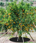 8 Pack 32.2 Inch Non Woven Tree Mulch Ring Thickened Tree Mat Protector Reusable Weed Barrier installed around orange tree.