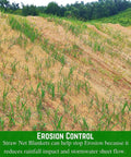 Installed straw erosion control blanket on slope with grass seedlings, Straw Erosion Control Blanket For Lawns And Slopes No Nonsense Moisture Retention Garden Cover Mulch And Seed Protector Slope Stabilizer Prevent Erosion And Boost Germination 8 Ft By 112.5 Ft.