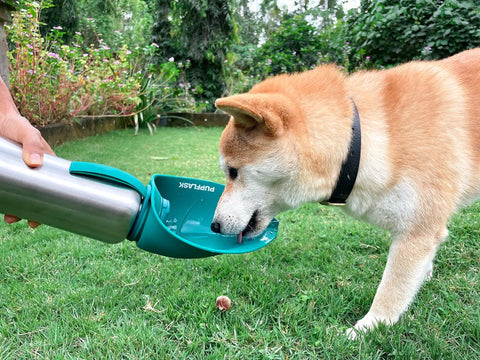 Dog using Big Dog Water Bottle Travel Dispenser 27 or 40 oz stainless steel hydration bottle with fold-out cup outdoors.