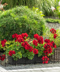 Tall Decorative Garden Fence 10 Pack 38 Inch High Metal Border Panels 10 Foot Long Rustproof No Dig Fence with red flowers