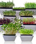 Indoor Microgreen Seeds Variety Pack With 10 Heirloom Types For Easy At Home Sprouting In 7 To 14 Days Broccoli Pea Sunflower Radish
