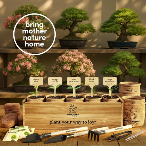 Bonsai Starter Kit With Five Varieties Black Locust Blue Jacaranda Crape Myrtle Pigeon Pea Delonix Regia All In One Deluxe
