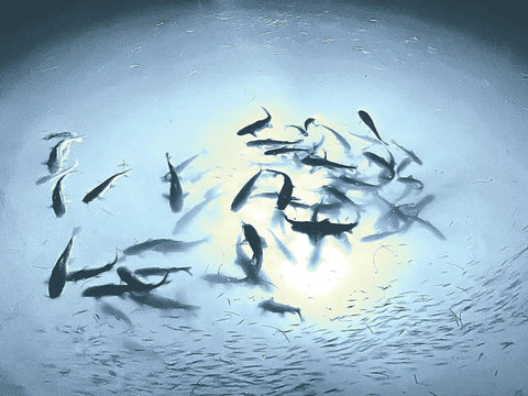 Sick Underwater Led Dock Light With Heavy Duty Fish Attraction Glow No Sweat Plug And Play Install Low Voltage Marine Safety And A Forty Foot Cord That Shines With Straight Fire Brightness For Night Fishing illuminating a school of fish in clear water.