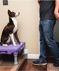 Dog on KLIMB Training Platform Kit for Dogs Pro Designed Space for Training Agility and Behavior Fixes Helps Stop Begging