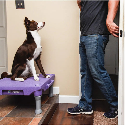 Dog on KLIMB Training Platform Kit for Dogs Pro Designed Space for Training Agility and Behavior Fixes Helps Stop Begging