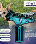 Small dog wearing Protective Pup Pad For CoyoteVest Or SpikeVest Harness Add On Stab Resistant Shield, turquoise with spikes.