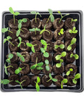 Top view of Indoor Seed Starting Kit 2 Pack That Makes Seed Germination A Breeze With 36 Cell Tray 72 Peat Pellets in use