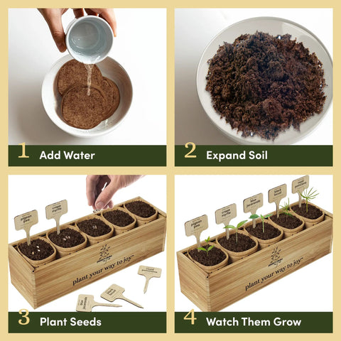 Bonsai Starter Kit With Five Varieties Black Locust Blue Jacaranda Crape Myrtle Pigeon Pea Delonix Regia All In One Deluxe