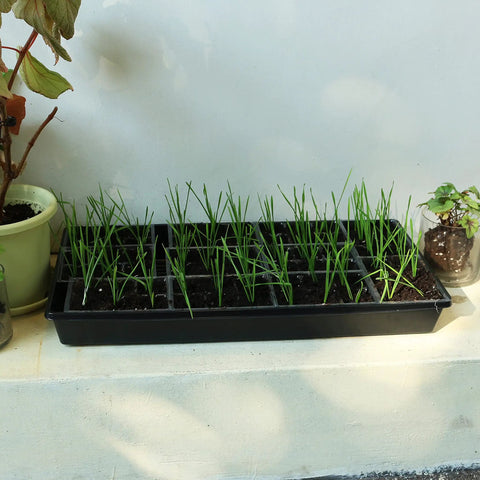 trays for plants indoor 10 Pack Seed Trays For Microgreens & Indoor Gardening ✓