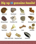 15 genuine fossils including dinosaur bone and shark tooth from Fossil Dig Kit For Kids, Excavate 15 Real Fossils, STEM Fun