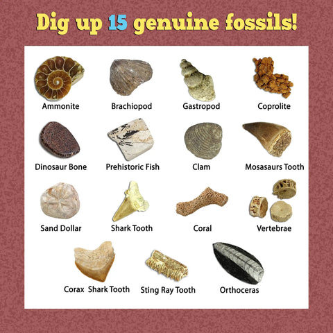 15 genuine fossils including dinosaur bone and shark tooth from Fossil Dig Kit For Kids, Excavate 15 Real Fossils, STEM Fun
