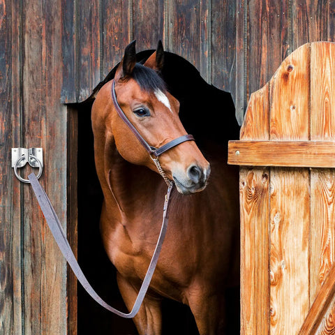 Horse tied with 16 Pack Cross Tie Rings For Horses With Screws Wall Mount Stainless Steel Hitching Rings at barn door