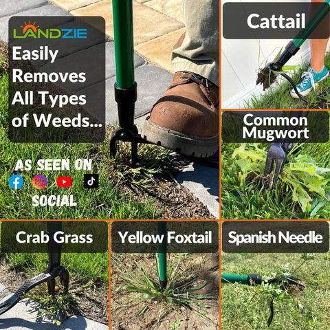 Stand Up Weeder Tool With 55 Inch Steel Long Handle removing different types of weeds from lawn using a claw mechanism