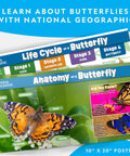 National Geographic butterfly lifecycle and anatomy 10x20 poster, featuring stages of butterfly development and anatomy details