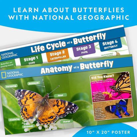 National Geographic butterfly lifecycle and anatomy 10x20 poster, featuring stages of butterfly development and anatomy details
