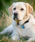 Labrador wearing a black collar with MicroLink Pet Tag Carabiner Clip Stainless Steel For Cats And Dogs Secure Tag Attachment.