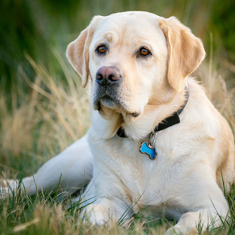 Labrador wearing a black collar with MicroLink Pet Tag Carabiner Clip Stainless Steel For Cats And Dogs Secure Tag Attachment.