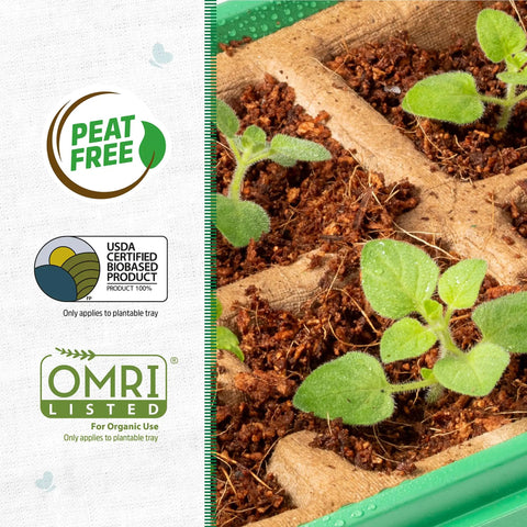 Close-up of seedlings in biodegradable pots from 10-Cell Greenhouse Germination Kit for Home Gardens With Biodegradable Pots and Vented Lid