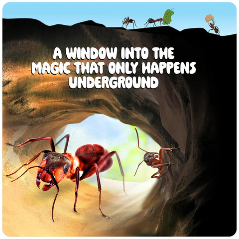 Ant Farm Kit For Kids And Curious Learners Complete Colony Setup With Sand Habitat And Living Ants Voucher Included Educational Bug Terrarium Gift For Boys Girls And Adults Hands On Nature Learning Toy showing ants in a tunnel