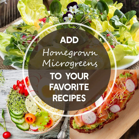 Add homegrown microgreens to salads and sandwiches with speckled pea sprouting seeds for healthy green meals.