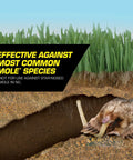Mole in grass with Mole Killer Worm Baits For Lawns And Yards, Mimics Mole Food To Kill With One Feeding sign, showing setup.