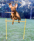 Dog Agility Training Set With Six Weave Poles And Adjustable Jump Bar Outdoor Obstacle Course, dog jumping over yellow bar