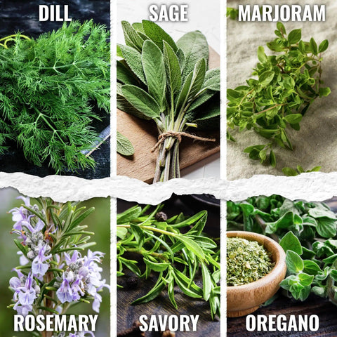 Herb Seed Variety Pack for Indoor or Outdoor Gardens, 12 Culinary Herb Seeds Like Basil, Cilantro, Parsley shown in photo.
