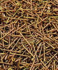 Bulk Pack 5000 Phillips Bugle Head Drywall Wood Screws Size 6 X 1-5/8 Inch Coarse Thread Yellow Zinc Plated fasteners piled together.