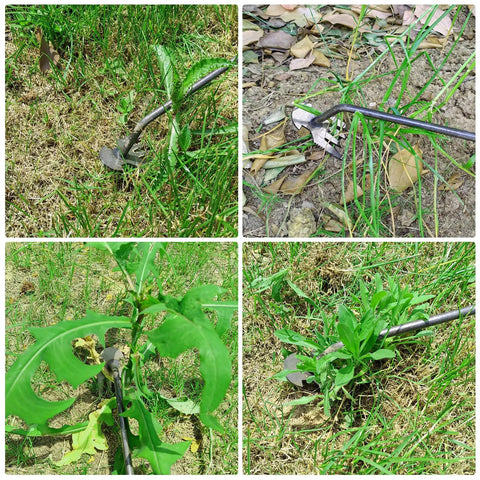 Dual Purpose 4-Teeth Weeder Tool With Rubber Handle in use around tight garden spaces and varying angles, showcasing high strength metal construction.