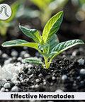 NemaKnights Slow Release Nematodes For Pest Control Kill Fungus Gnats Thrips And Whiteflies With Easy Shake On Granules in soil