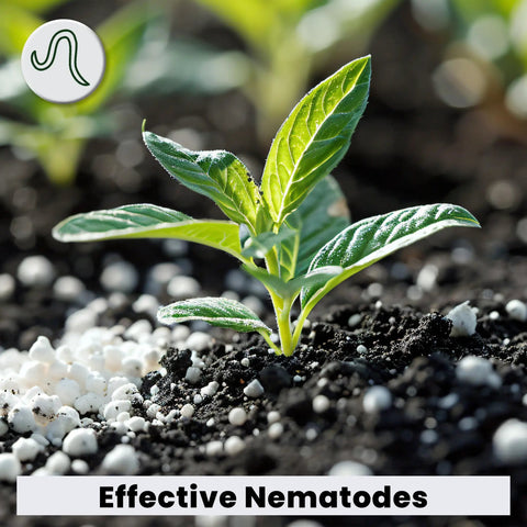 NemaKnights Slow Release Nematodes For Pest Control Kill Fungus Gnats Thrips And Whiteflies With Easy Shake On Granules in soil