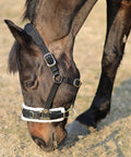 Horse wearing Lunge Cavesson With Fleece Lined Nose Band And Crown, Totally Adjustable By Buckle At Crown Throat And Chin
