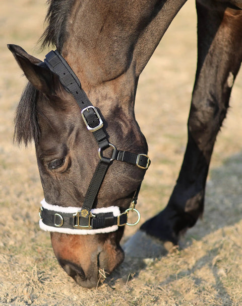 Horse wearing Lunge Cavesson With Fleece Lined Nose Band And Crown, Totally Adjustable By Buckle At Crown Throat And Chin