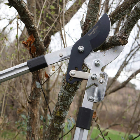 Double Ratcheting Bypass Loppers For Beefy Tree Trimming cutting thick branch with extendable handles and rubber grips in use