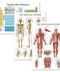 Three Pack Periodic Table Poster And Muscular And Skeletal System Anatomy Charts 18 By 24 Inches Each Laminated Tear Resistant Classroom Posters For Totally Easy Study And Quick Reference