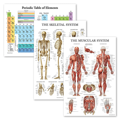 Three Pack Periodic Table Poster And Muscular And Skeletal System Anatomy Charts 18 By 24 Inches Each Laminated Tear Resistant Classroom Posters For Totally Easy Study And Quick Reference