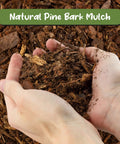 Hands holding All Natural Pine Bark Mulch Nuggets For Indoor And Outdoor Pots And Planters Terrariums 30 Quarts Small Chips